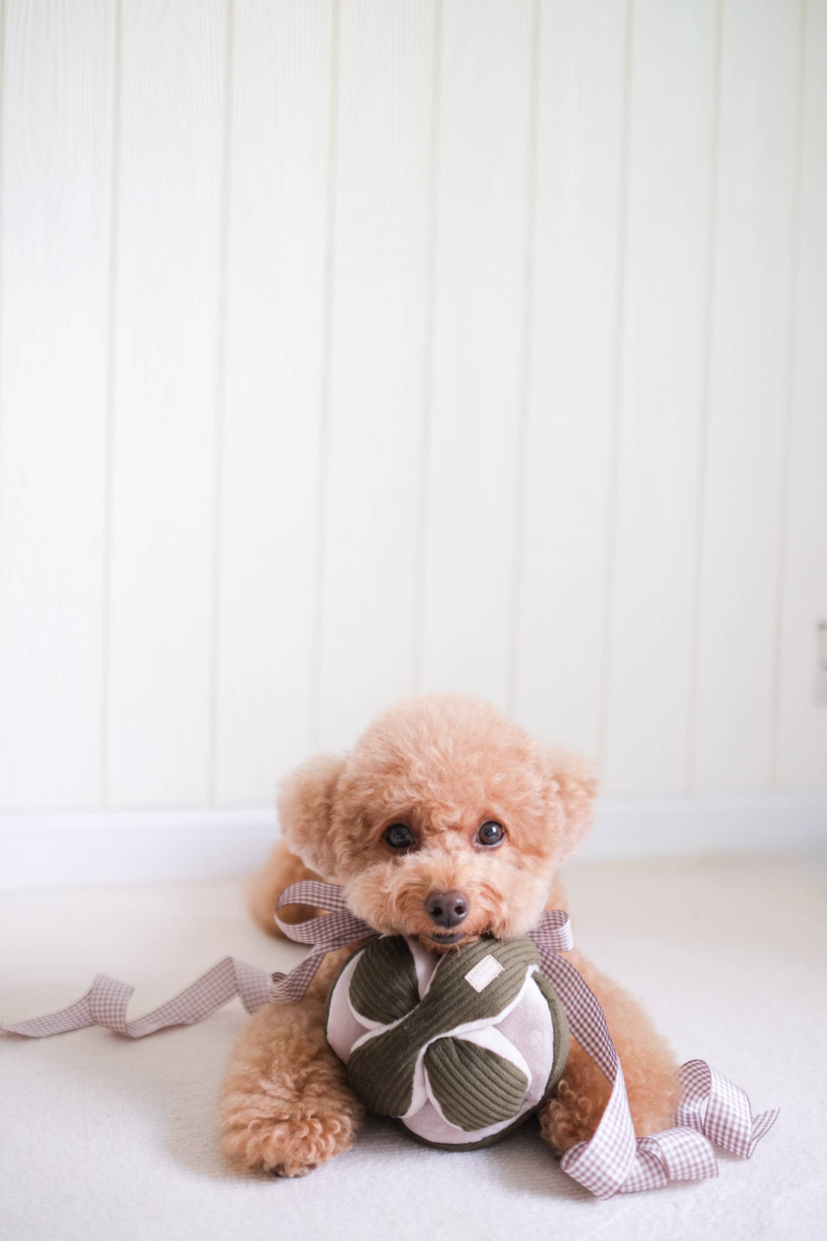 Monti Schnüffelball - Lambwolf Collective