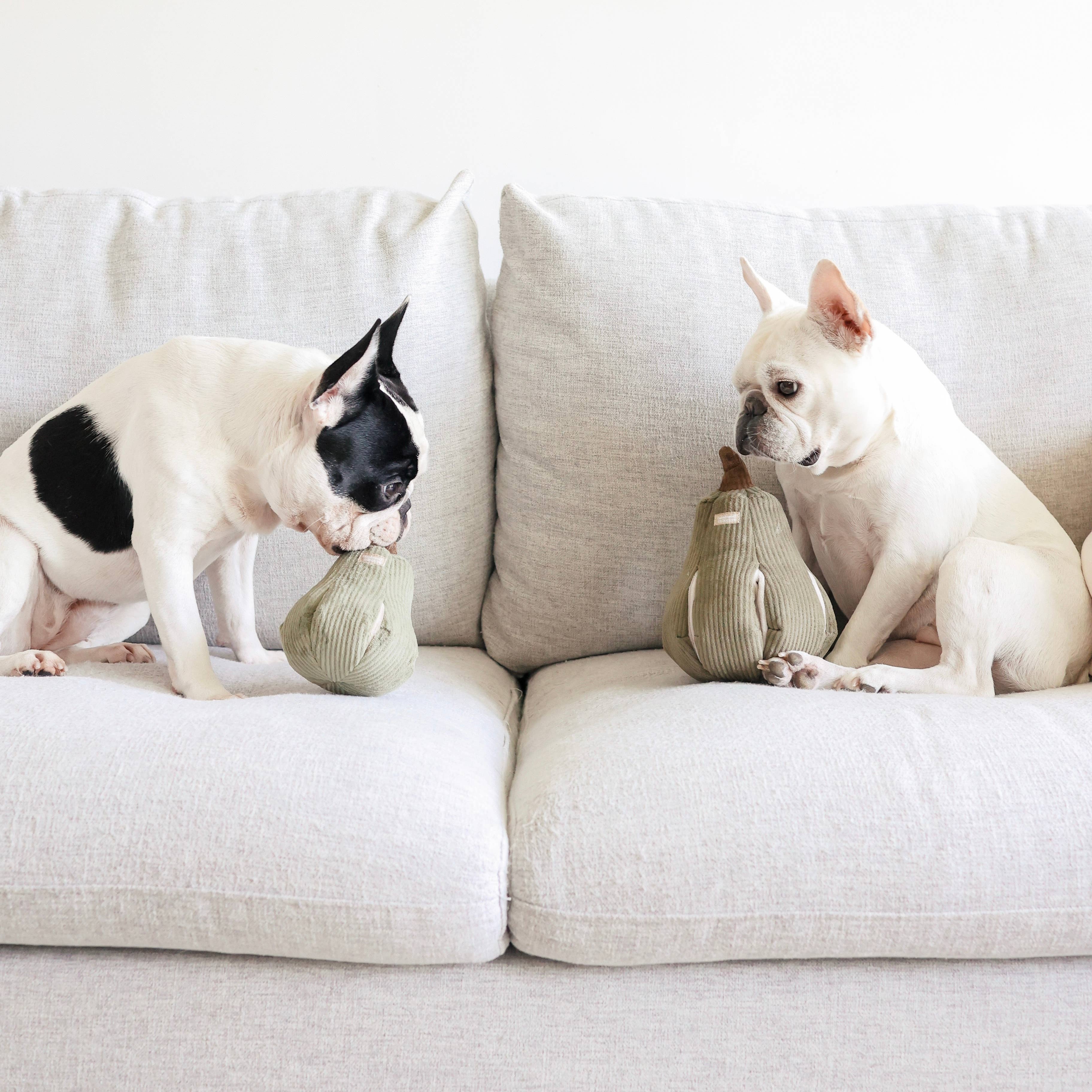 Kürbis Schnüffelspielzeug