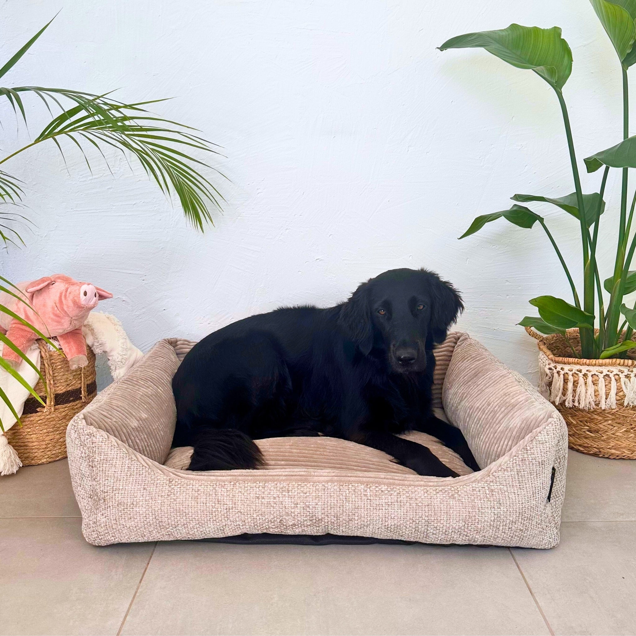 Orthopädisches Hundebett Miami – Traumhafter Komfort & stylisches Design (Beige)