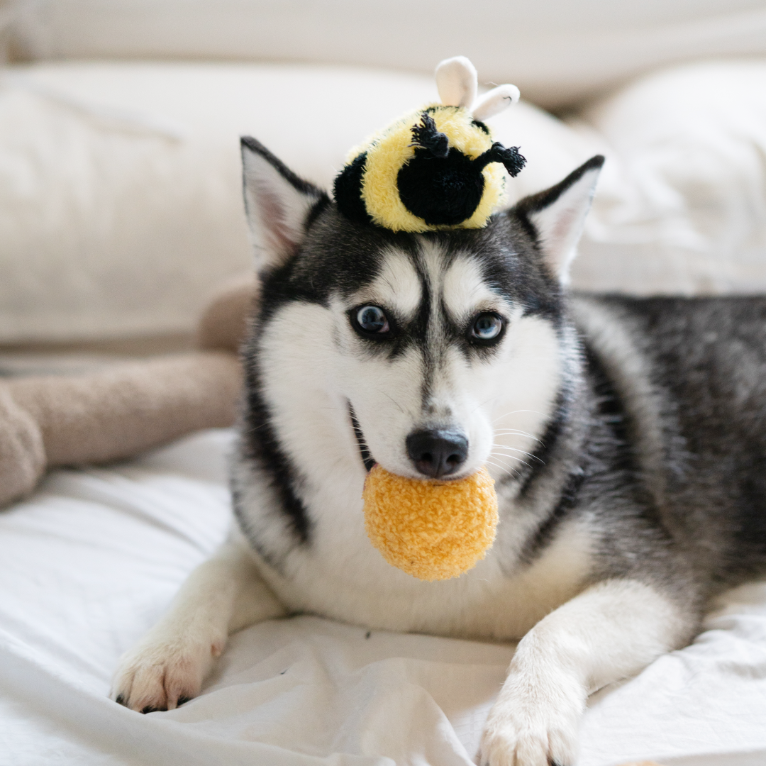 Bee Pop Schnüffelspielzeug - Lambwolf Collective