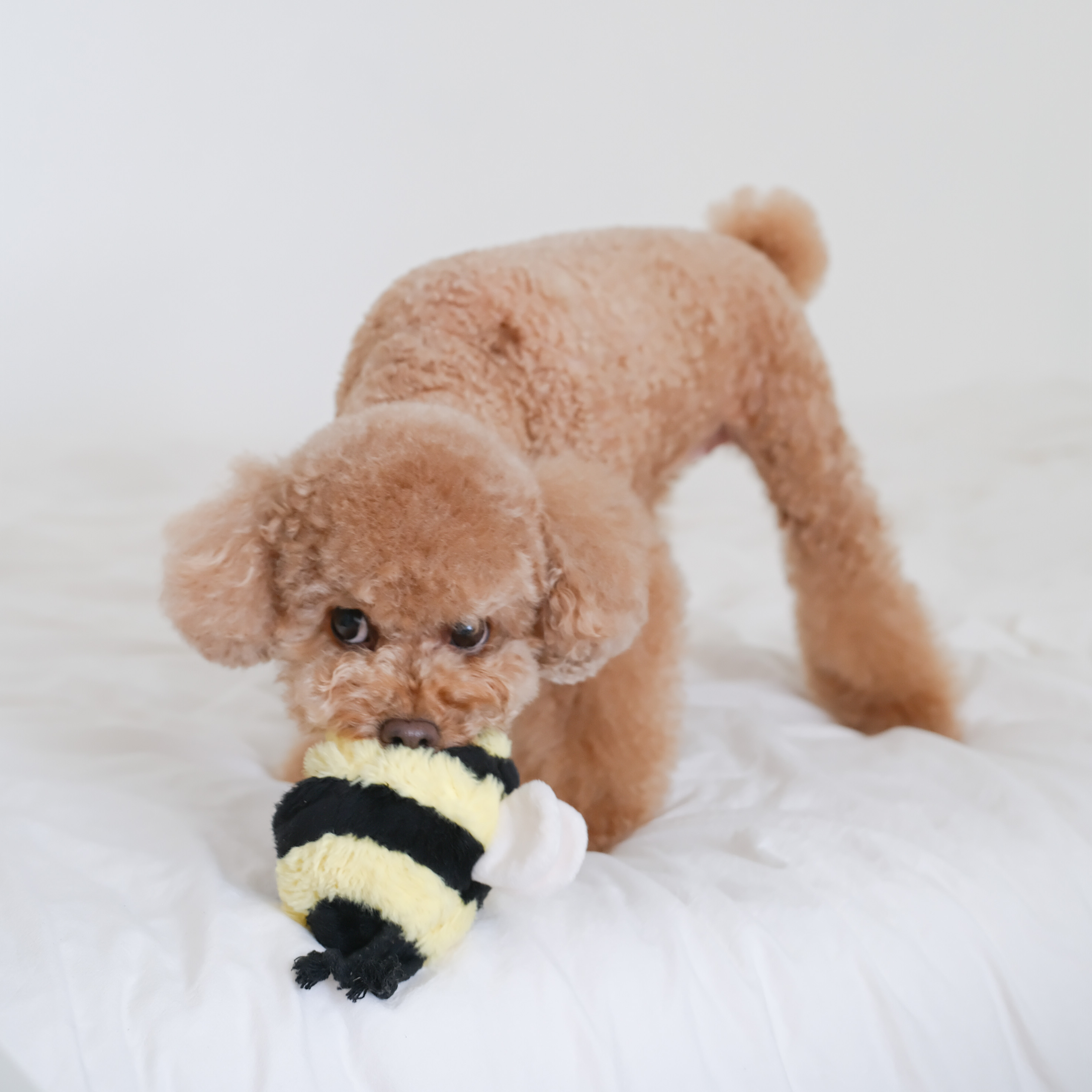 Bee Pop Schnüffelspielzeug - Lambwolf Collective